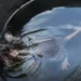 Un ”savant de Facebook” s-a ales cu dosar penal după un ”experiment”. Un șobolan ar fi fost ținut zile întregi într-o găleată cu apă: ”Cruzimea rămâne cruzime, indiferent de specie”