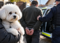A furat un Bichon, apoi a încercat să-i ducă pe polițiști cu vorba. Le-a spus că a lăsat câinele la gară, dar animalul fusese dat mai departe la Bălcăuți