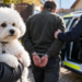 A furat un Bichon, apoi a încercat să-i ducă pe polițiști cu vorba. Le-a spus că a lăsat câinele la gară, dar animalul fusese dat mai departe la Bălcăuți
