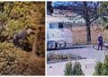 După ce a căzut ”ca împușcat” pe asfalt, s-a urcat pe bicicletă și a plecat la drum cu genunchii ”de gumă”, în zig-zag printre camioane și mașini