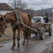 Sălbatic din zona Pătrăuți, arestat preventiv după ce și-ar fi schingiuit calul săptămâni la rând. Bătut fără milă, subnutrit, șchiopătând, plin de răni și cu vederea pierdută la un ochi, animalul era pus să-și care stăpânul în timp ce acesta îl lovea cu parul
