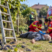 Bărbat de 68 de ani, găsit inconștient după ce a căzut de pe o scară în timp ce culegea struguri