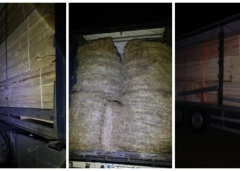 TIR cu ”surprize” la Poiana Stampei. După patru baloți de fân, polițiștii au descoperit 53 de metri cubi de cherestea fără acte. Marfa și ansamblul auto, indisponibilizate