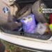 Doi bărbați, arestați în două dosare de trafic de droguri. Unul ascundea 300 de grame de canabis într-o mașină parcată pe un teren, celălalt vindea ”cristal” cu până la 2.500 de lei