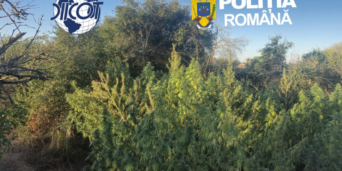 Plantație de canabis ascunsă de ochii lumii. Semințele ar fi fost comandate din Spania, iar cultura era îngrijită periodic
