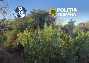 Plantație de canabis ascunsă de ochii lumii. Semințele ar fi fost comandate din Spania, iar cultura era îngrijită periodic