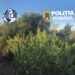 Plantație de canabis ascunsă de ochii lumii. Semințele ar fi fost comandate din Spania, iar cultura era îngrijită periodic