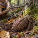 A plecat la cules de ciuperci și a dat peste o grenadă ruginită, în pădure la Ciocănești. Muniția ar putea proveni din Primul sau Al Doilea Război Mondial