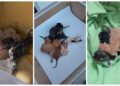 Pui de pisică nou-născuți, abandonați într-o cutie lângă Pedagogic. Erau plini de larve și muște, iar placenta era încă atașată de pui. Polițiștii i-au dus de urgență la o femeie care s-a oferit să-i salveze