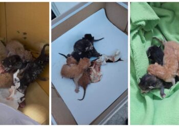 Pui de pisică nou-născuți, abandonați într-o cutie lângă Pedagogic. Erau plini de larve și muște, iar placenta era încă atașată de pui. Polițiștii i-au dus de urgență la o femeie care s-a oferit să-i salveze