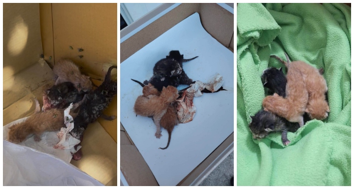 Pui de pisică nou-născuți, abandonați într-o cutie lângă Pedagogic. Erau plini de larve și muște, iar placenta era încă atașată de pui. Polițiștii i-au dus de urgență la o femeie care s-a oferit să-i salveze