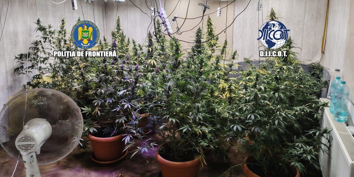 Grupare acuzată că a pus pe picioare culturi indoor de canabis în Giurgiu. Patru persoane, arestate după descoperirea a peste 90 de plante și a zeci de kilograme de materie vegetală