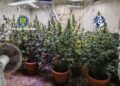Grupare acuzată că a pus pe picioare culturi indoor de canabis în Giurgiu. Patru persoane, arestate după descoperirea a peste 90 de plante și a zeci de kilograme de materie vegetală