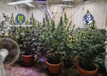 Grupare acuzată că a pus pe picioare culturi indoor de canabis în Giurgiu. Patru persoane, arestate după descoperirea a peste 90 de plante și a zeci de kilograme de materie vegetală