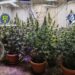 Grupare acuzată că a pus pe picioare culturi indoor de canabis în Giurgiu. Patru persoane, arestate după descoperirea a peste 90 de plante și a zeci de kilograme de materie vegetală