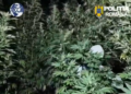 Doi bărbați, prinși în flagrant în timp ce îngrijeau o cultură de canabis ascunsă într-o pădure. Plantele ajungeau până la 4 metri