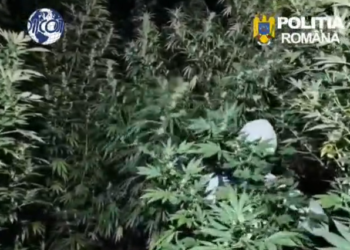 Doi bărbați, prinși în flagrant în timp ce îngrijeau o cultură de canabis ascunsă într-o pădure. Plantele ajungeau până la 4 metri