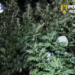 Doi bărbați, prinși în flagrant în timp ce îngrijeau o cultură de canabis ascunsă într-o pădure. Plantele ajungeau până la 4 metri