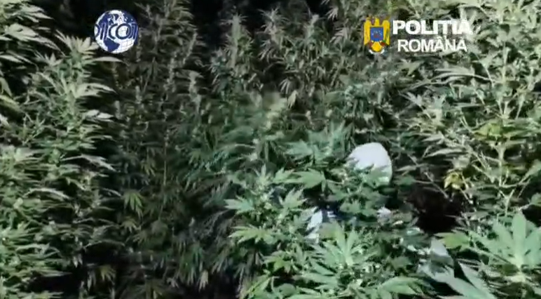 Doi bărbați, prinși în flagrant în timp ce îngrijeau o cultură de canabis ascunsă într-o pădure. Plantele ajungeau până la 4 metri