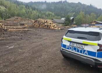 Razie de amploare la Câmpulung Moldovenesc. 109 amenzi de aproape 94.000 de lei, lemn și hribi confiscați
