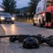 Doi minori, de 13 și 17 ani, răniți după ce au căzut de pe o trotinetă electrică, la Stroiești. S-au speriat de o mașină care venea din sens opus
