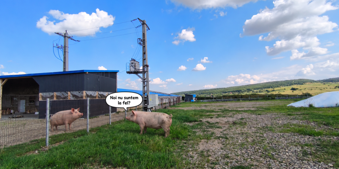 ”Porcii unora sunt mai egali decât ai altora” la DSVSA Suceava? O firmă acuză inspectorii că au păsuit o fermă cu animale neidentificate, dar au decis uciderea a 62 de porci însoțiți de documente cu nereguli semnalate de DSVSA. Șeful serviciului de control, reclamat la comisia de disciplină