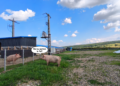 ”Porcii unora sunt mai egali decât ai altora” la DSVSA Suceava? O firmă acuză inspectorii că au păsuit o fermă cu animale neidentificate, dar au decis uciderea a 62 de porci însoțiți de documente cu nereguli semnalate de DSVSA. Șeful serviciului de control, reclamat la comisia de disciplină