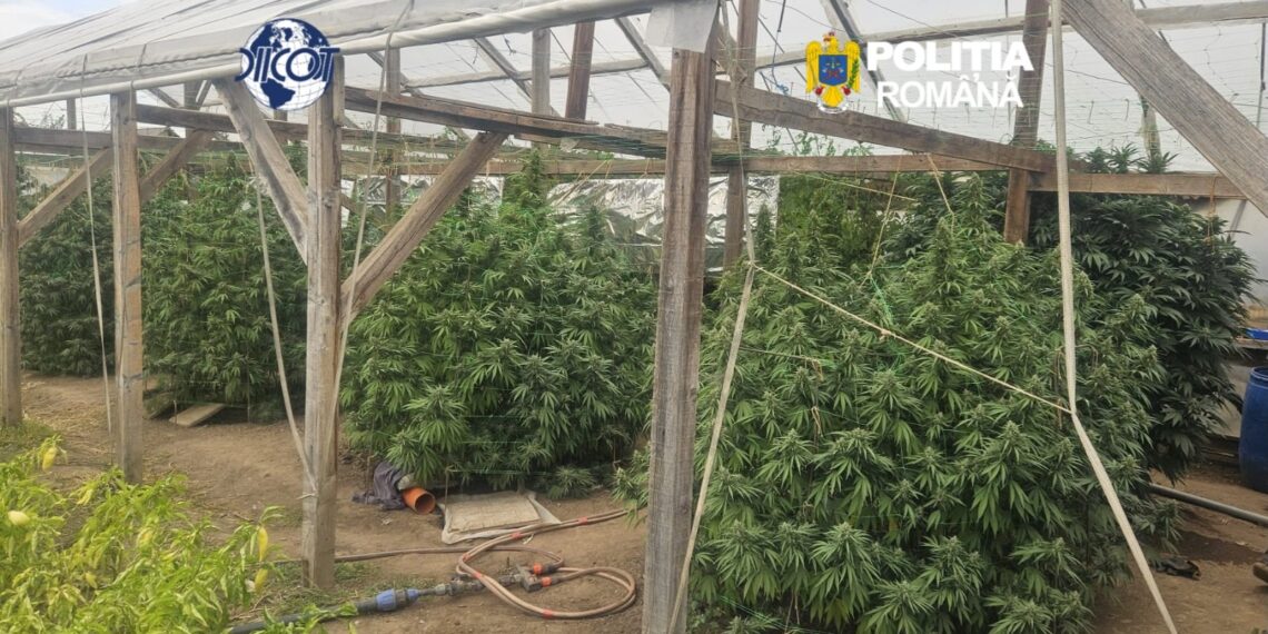 Bărbat de 52 de ani, arestat preventiv după ce procurorii DIICOT i-au ”vizitat” cultura de canabis din gospodărie. Plantele depășiseră doi metri înălțime. Anchetatorii au găsit și ciuperci halucinogene
