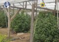 Bărbat de 52 de ani, arestat preventiv după ce procurorii DIICOT i-au ”vizitat” cultura de canabis din gospodărie. Plantele depășiseră doi metri înălțime. Anchetatorii au găsit și ciuperci halucinogene