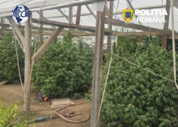 Bărbat de 52 de ani, arestat preventiv după ce procurorii DIICOT i-au ”vizitat” cultura de canabis din gospodărie. Plantele depășiseră doi metri înălțime. Anchetatorii au găsit și ciuperci halucinogene