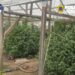 Bărbat de 52 de ani, arestat preventiv după ce procurorii DIICOT i-au ”vizitat” cultura de canabis din gospodărie. Plantele depășiseră doi metri înălțime. Anchetatorii au găsit și ciuperci halucinogene