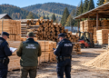 Peste 21 de metri cubi de material lemnos găsiți în plus față de evidențele SUMAL, la o firmă din Sadova. Diferența depășea 63% din stocul înregistrat în sistem