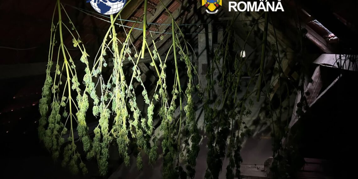 Un sirian și un român, rude prin alianță, prinși la Caransebeș în timp ce vindeau un kilogram de cocaină pentru 60.000 de euro. În curtea unuia dintre ei a fost descoperită o cultură de canabis