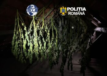 Un sirian și un român, rude prin alianță, prinși la Caransebeș în timp ce vindeau un kilogram de cocaină pentru 60.000 de euro. În curtea unuia dintre ei a fost descoperită o cultură de canabis