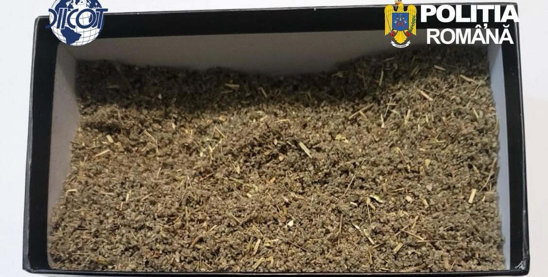 Șase persoane, arestate preventiv în două dosare de trafic de droguri la Bacău. Peste 230 de doze pregătite pentru vânzare și zeci de mii de lei, ridicate la percheziții