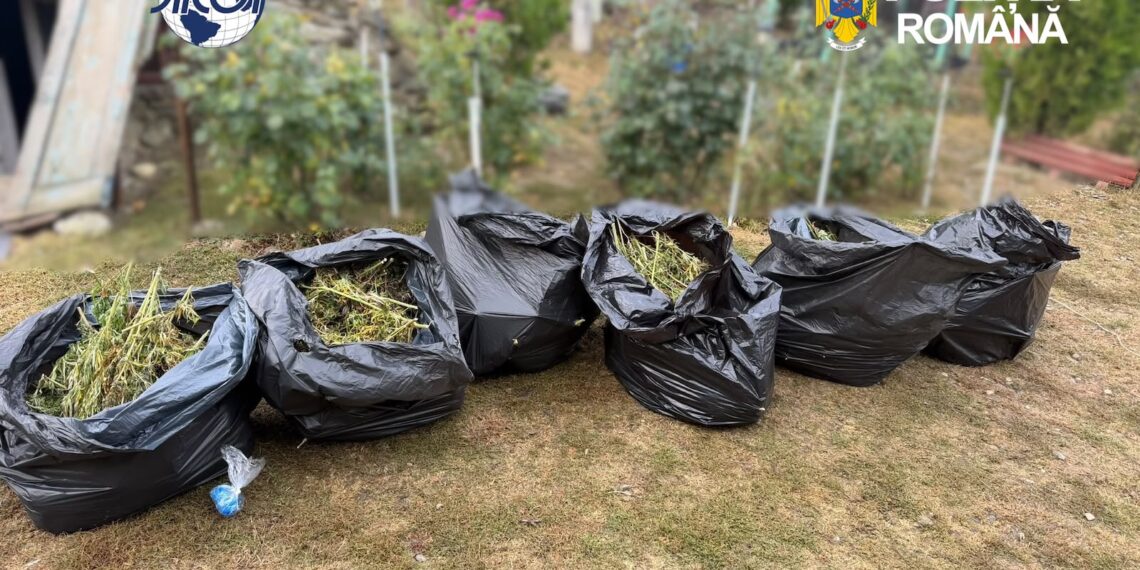 Au cultivat canabis, dar DIICOT a cules recolta! Patru bărbați au rămas fără 60 de kilograme de plante de canabis, 4 kilograme de muguri și 170 de grame de ciuperci halucinogene. În loc să-și numere banii, au ajuns în arest preventiv