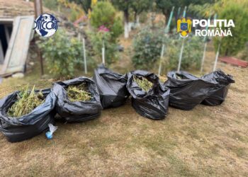Au cultivat canabis, dar DIICOT a cules recolta! Patru bărbați au rămas fără 60 de kilograme de plante de canabis, 4 kilograme de muguri și 170 de grame de ciuperci halucinogene. În loc să-și numere banii, au ajuns în arest preventiv