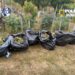 Au cultivat canabis, dar DIICOT a cules recolta! Patru bărbați au rămas fără 60 de kilograme de plante de canabis, 4 kilograme de muguri și 170 de grame de ciuperci halucinogene. În loc să-și numere banii, au ajuns în arest preventiv