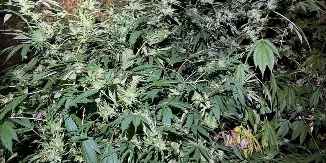 Doi bărbați de 49 și 51 de ani au cultivat canabis în aer liber, lângă Florești. Polițiștii au descoperit 20 de plante înalte de până la trei metri