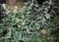 Doi bărbați de 49 și 51 de ani au cultivat canabis în aer liber, lângă Florești. Polițiștii au descoperit 20 de plante înalte de până la trei metri