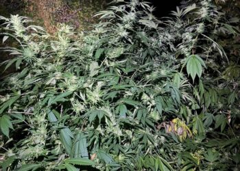 Doi bărbați de 49 și 51 de ani au cultivat canabis în aer liber, lângă Florești. Polițiștii au descoperit 20 de plante înalte de până la trei metri