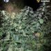 Doi bărbați de 49 și 51 de ani au cultivat canabis în aer liber, lângă Florești. Polițiștii au descoperit 20 de plante înalte de până la trei metri