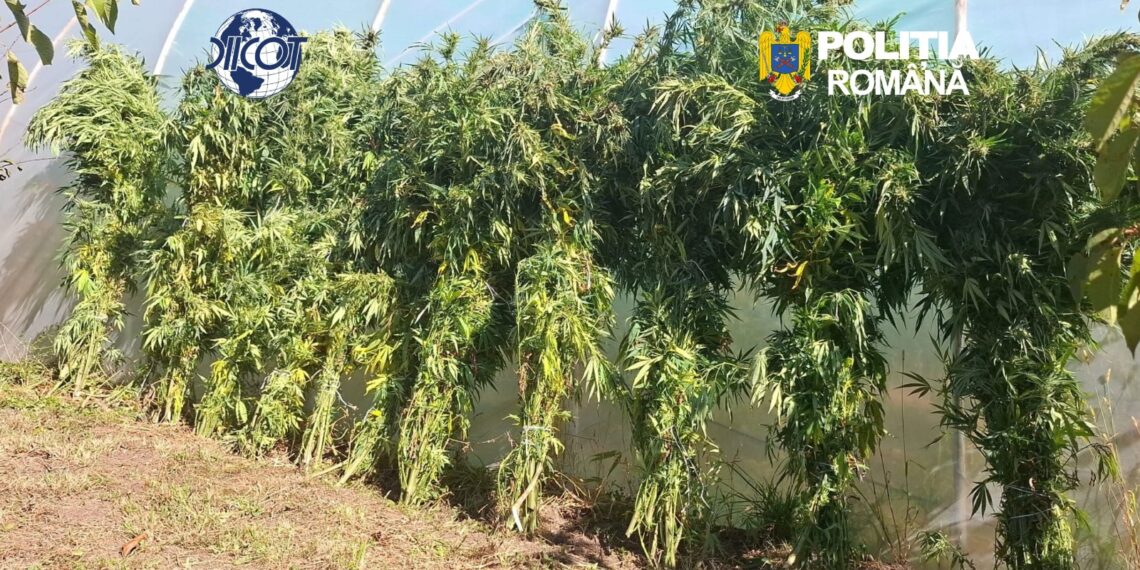 Fermă de canabis într-o locuință din Sfântu Gheorghe: 60 de plante și 5,4 kilograme de droguri, descoperite de DIICOT