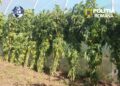 Fermă de canabis într-o locuință din Sfântu Gheorghe: 60 de plante și 5,4 kilograme de droguri, descoperite de DIICOT