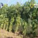 Fermă de canabis într-o locuință din Sfântu Gheorghe: 60 de plante și 5,4 kilograme de droguri, descoperite de DIICOT