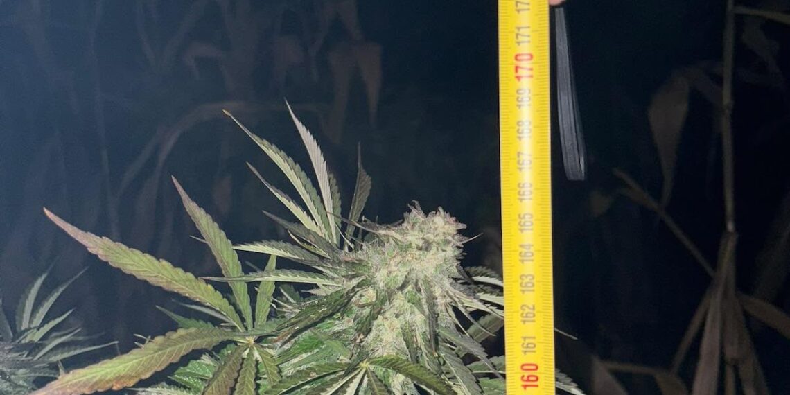 Plantație de canabis ascunsă într-un lan de porumb din Maramureș. Un bărbat de 48 de ani a fost arestat preventiv