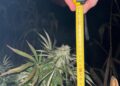 Plantație de canabis ascunsă într-un lan de porumb din Maramureș. Un bărbat de 48 de ani a fost arestat preventiv