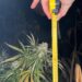Plantație de canabis ascunsă într-un lan de porumb din Maramureș. Un bărbat de 48 de ani a fost arestat preventiv
