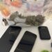 Afacere cu canabis în familie, la Satu Mare. Un recidivist și o rudă de-a sa, reținuți de DIICOT. Peste 100 de grame de ”iarbă”, găsite la percheziție