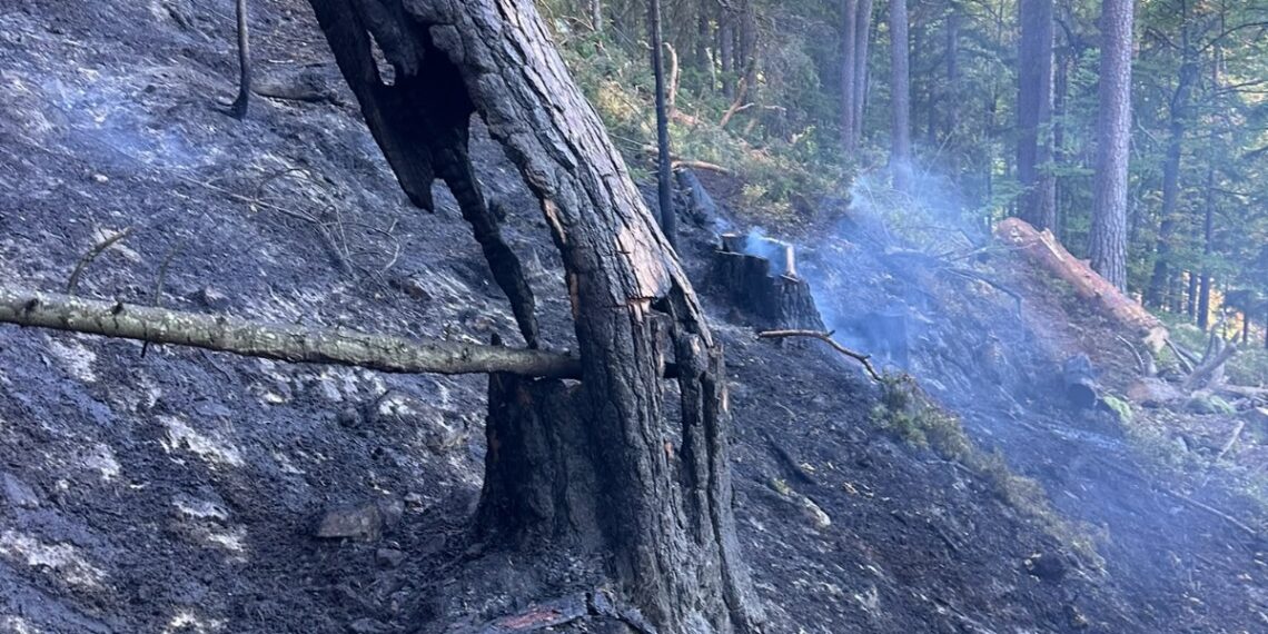 Incendiu de proporții într-o pădure din Marginea! Flăcările au cuprins aproximativ 15 hectare. Peste 100 de pompieri, silvicultori și voluntari s-au luptat cu focul. Intervenția a continuat și pe timpul nopții